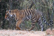 210IMG_6338