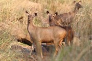 240IMG_6264