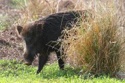 245IMG_5927