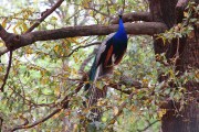 260IMG_6772