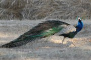260IMG_7027
