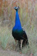 260IMG_7335
