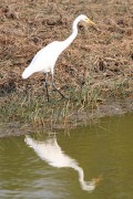 281IMG_6234