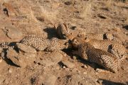 0IMG_8216