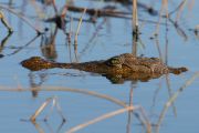 IMG_4561