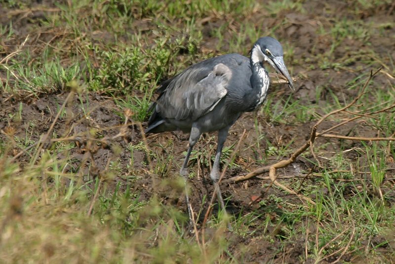 CRW_5097_RJ
